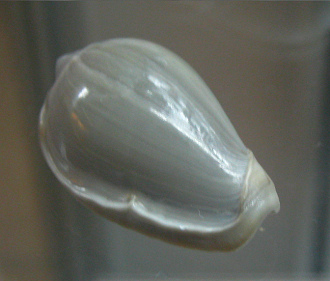 Marginella ventricosa, primer
                                  plano 02