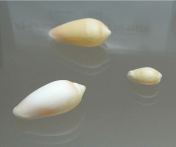 Prunum olivaeformis, primer plano