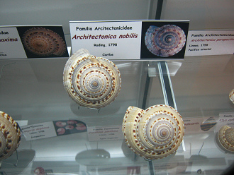 Architectonica nobilis