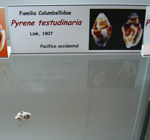 Pyrene testudinaria
