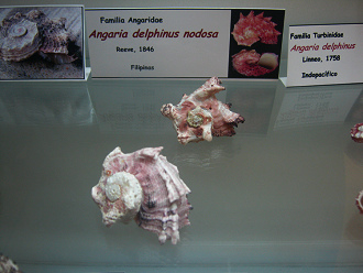 Angaria delphinus nodosa