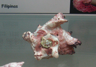 Angaria delphinus nodosa, primer
                                  plano 02