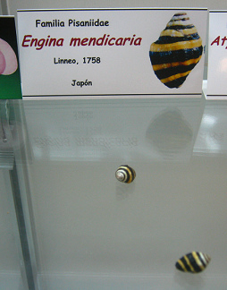 Engina mendicaria