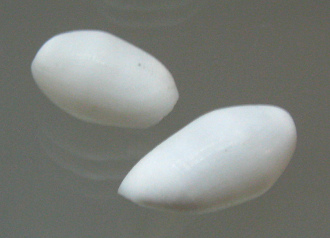 Atys cylindricus, primer plano