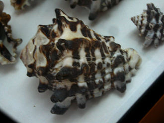 Vasum tubinellum, primer plano 01