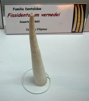 Fissidentalium vernedei, primer plano