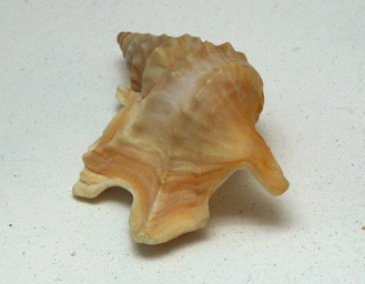 Aporrhais pespelicani, primer plano