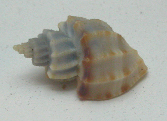 Scalptia scaleriformis, primer plano