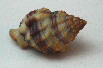 Cancellaria cancellata, primer plano