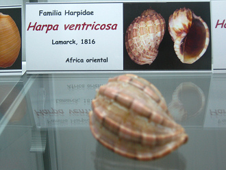 Harpa ventricosa