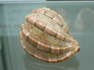 Harpa ventricosa, Nahaufnahme 02