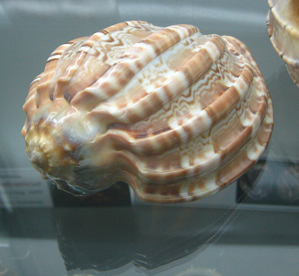 Harpa major, Nahaufnahme 01