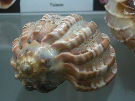 Harpa major, Nahaufnahme 02