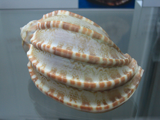 Harpa
                          sp, primer plano