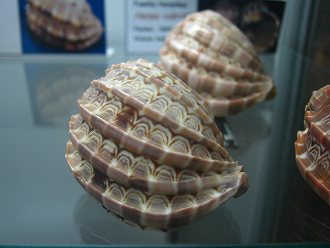 Harpa cabritii, Nahaufnahme 02