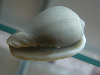 Marginella ventricosa, primer
                                  plano 01