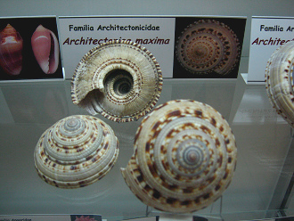 Architectonica maxima 01