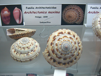 Architectonica maxima