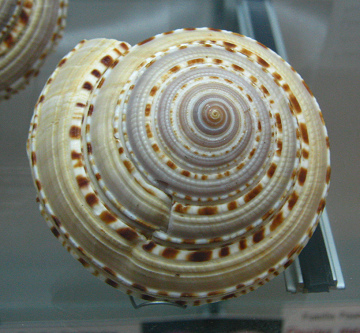 Architectonica nobilis, primer plano