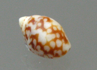 Columbella rustica, Nahaufnahme
