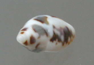 Pyrene testudinaria, Nahaufnahme