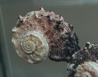 Angaria delphinus, primer plano