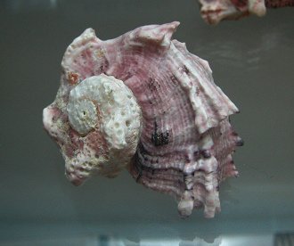 Angaria delphinus nodosa,
                                  Nahaufnahme 01