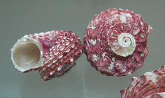 Angaria delphinus, primer plano