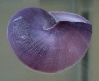 Janthina janthina, Nahaufnahme