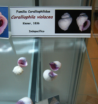 Coralliophila violacea