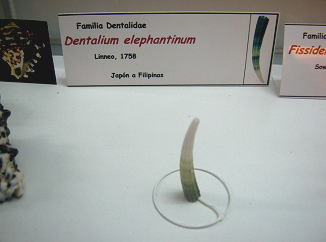 Dentalium elephantinum