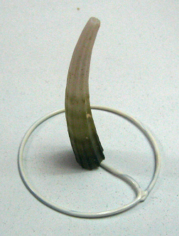 Dentalium elephantinum, Nahaufnahme