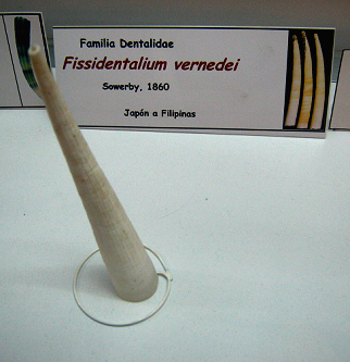 Fissidentalium vernedei