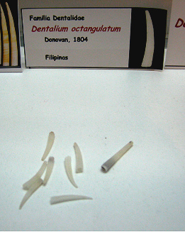 Dentalium octangulatum