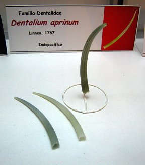 Dentalium aprinum