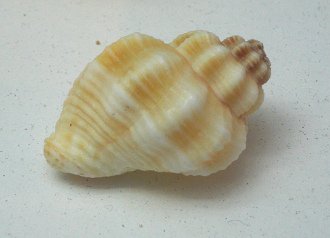 Cancellaria sp, primer plano