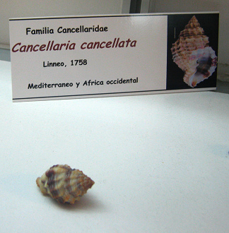Cancellaria cancellata