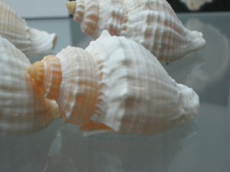 Cancellaria nodulifera,
                                  Nahaufnahme 01