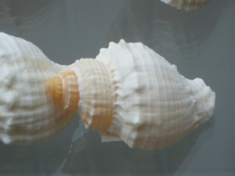 Cancellaria nodulifera,
                                  Nahaufnahme 02