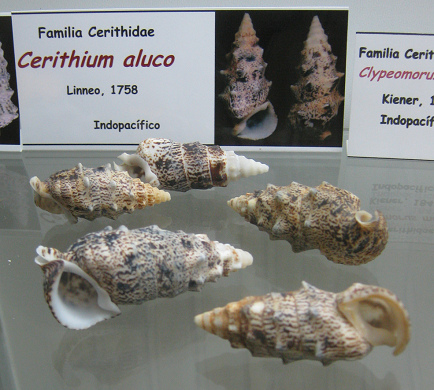 Cerithium aluco