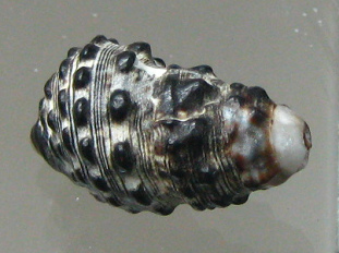 Cerithium caerulum, primer plano
                                  01