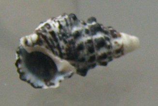 Cerithium caerulum, primer plano
                                  03