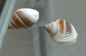 Nassarius globosus, primer plano