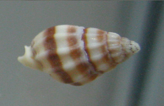 Nassarius stolatus, primer plano
                                  02
