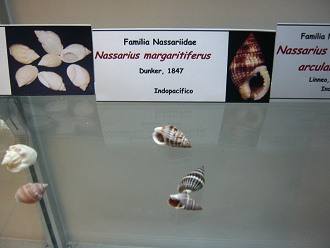 Nassarius margaritiferus