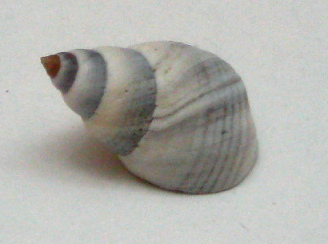 Littorina sp, primer plano