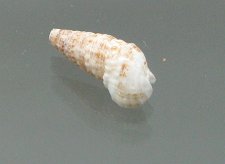Cerithium atratum, primer plano