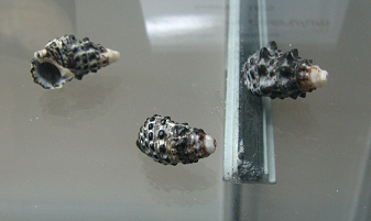 Cerithium caerulum, primer plano, vista
                          total