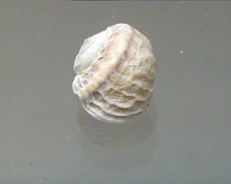 Amphibiola crenata, primer plano