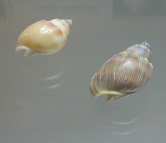 Nassarius coronatus, primer plano